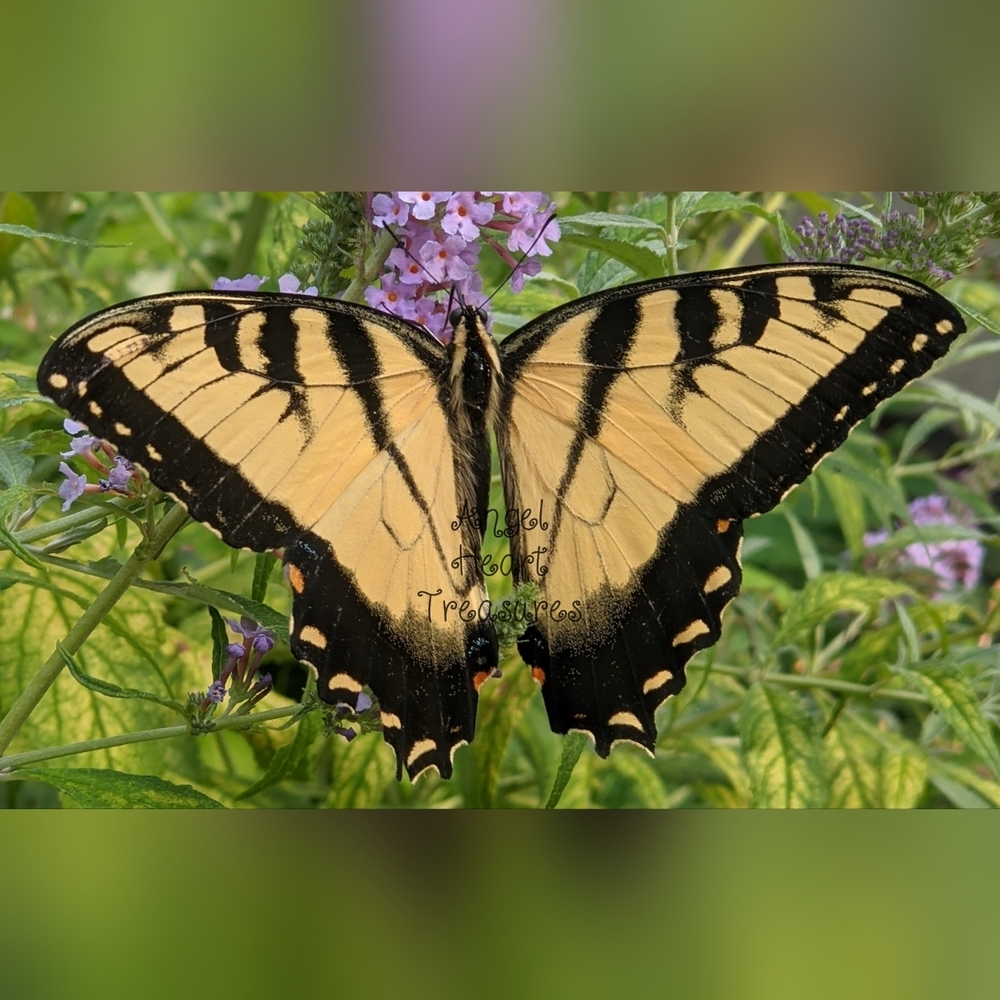 Original Photography 11x14 Yellow Tiger Swallowtail on Butterfly Bush Flow…
